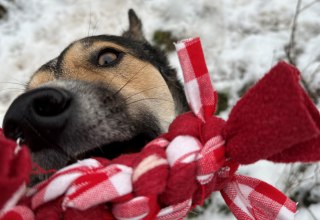 Hund mit selbstgemachtem Spielzeug aus Textilresten, © Melanie Frank