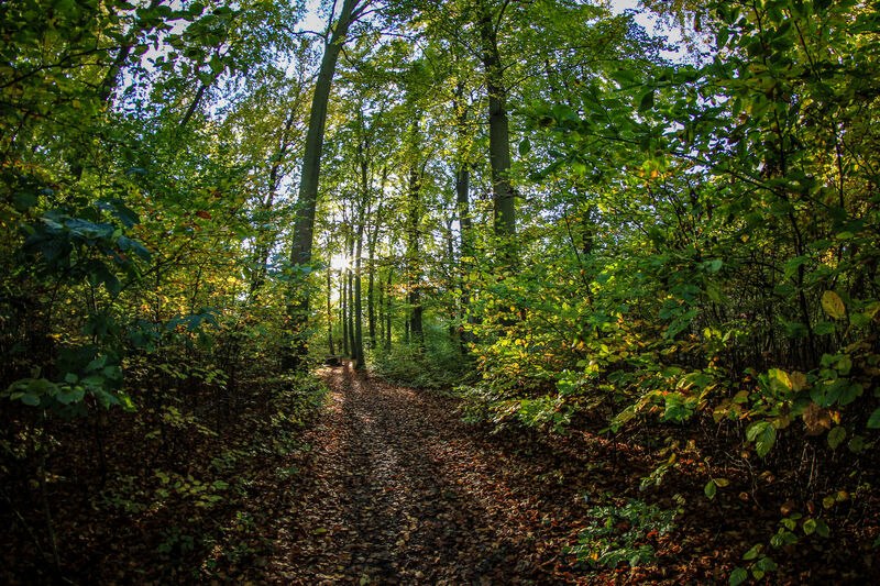 Kur- und Heilwald in Heringsdorf auf Usedom, © Andreas Dumke