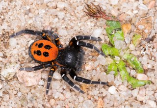 Das Männchen der Herbströhrenspinne (Eresus kollari), © Udo Steinhäuser