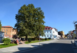 Bismarck Eiche in Bergen, © Tourismuszentrale Rügen