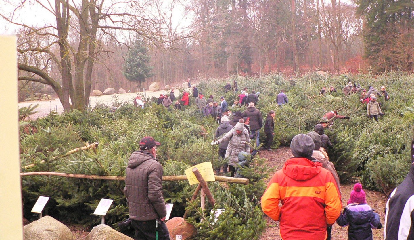 Weihnachtsbaummarkt Forstamt Neu Pudagla, © (c) Kurverwaltung Ückeritz