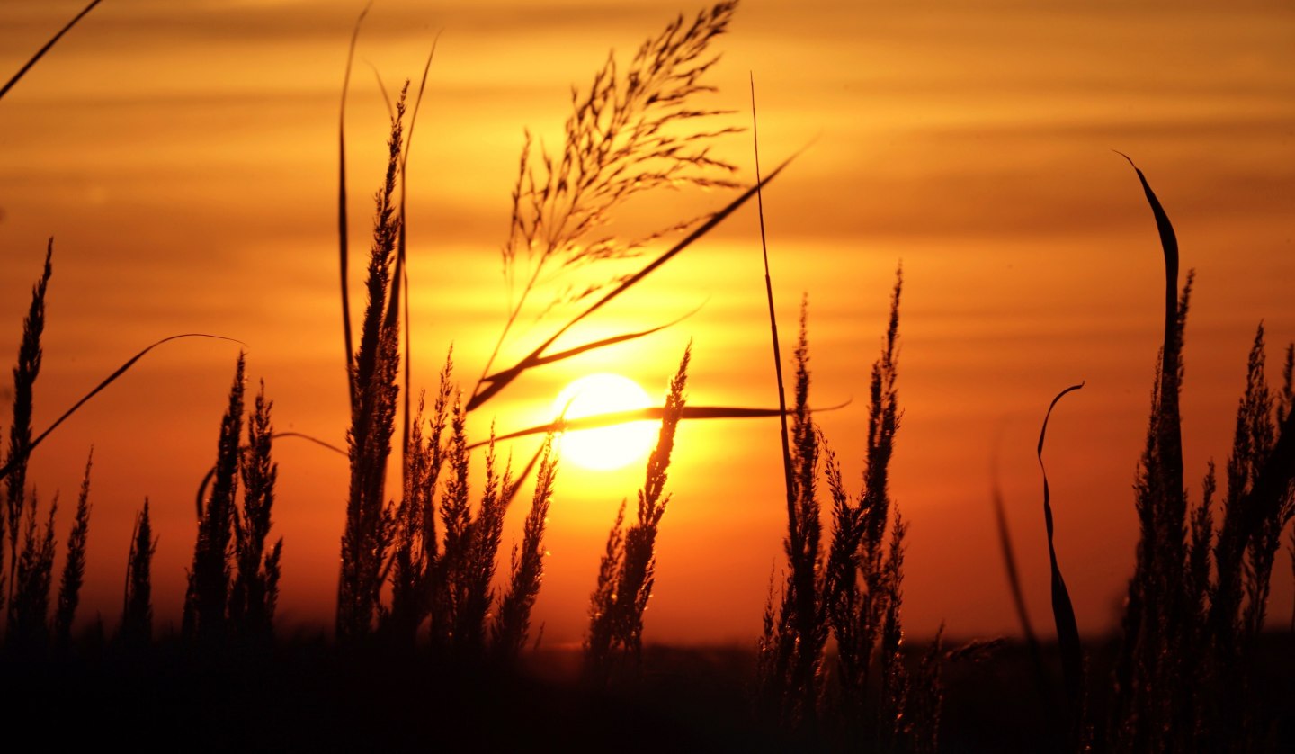 Augenwanderung Sonne Gras, © KV Mönchgut