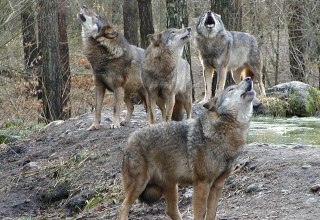 Das Wolfsrudel streift durch das Unterholz und stimmt zum großen Heulkonzert an, © Wildpark-MV