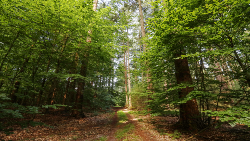 Douglasien bei Parchim, © TMV/Gohlke