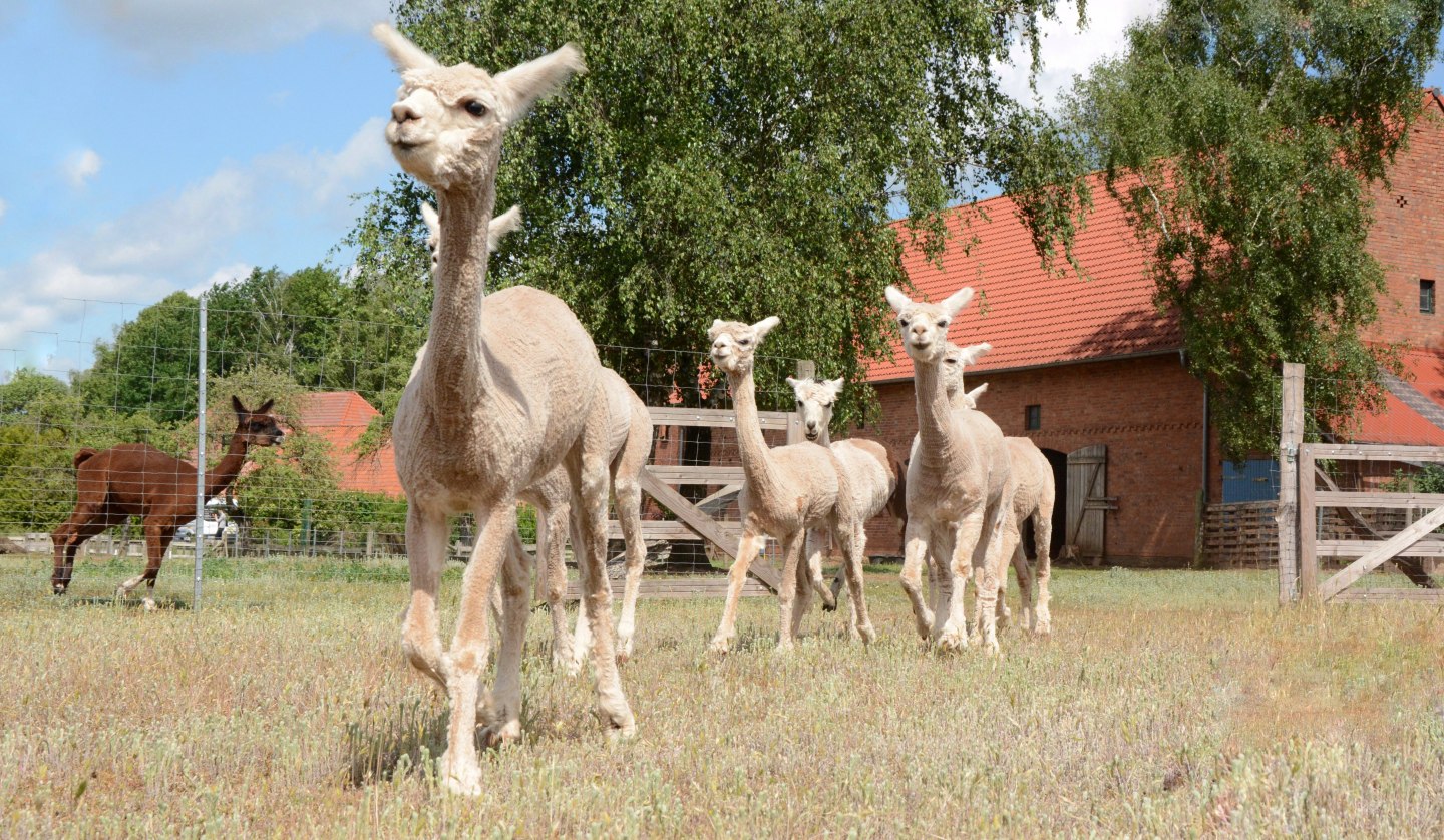 Alpakas, Hof Birkenkamp, © Tourismusverband Mecklenburg-Schwerin