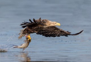 Erfolgreiche morgendliche Fischjagd, © Eric Dienesch