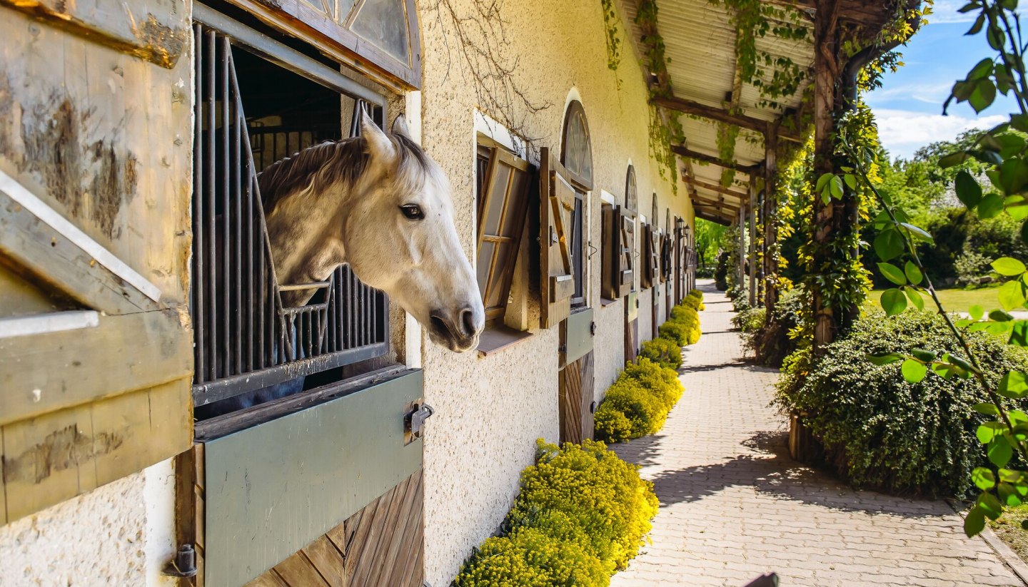 Die Reitanlagen im Land bieten viel Platz für Kinder, Erwachsene, Ponys und Pferde., © TMV/Bombis