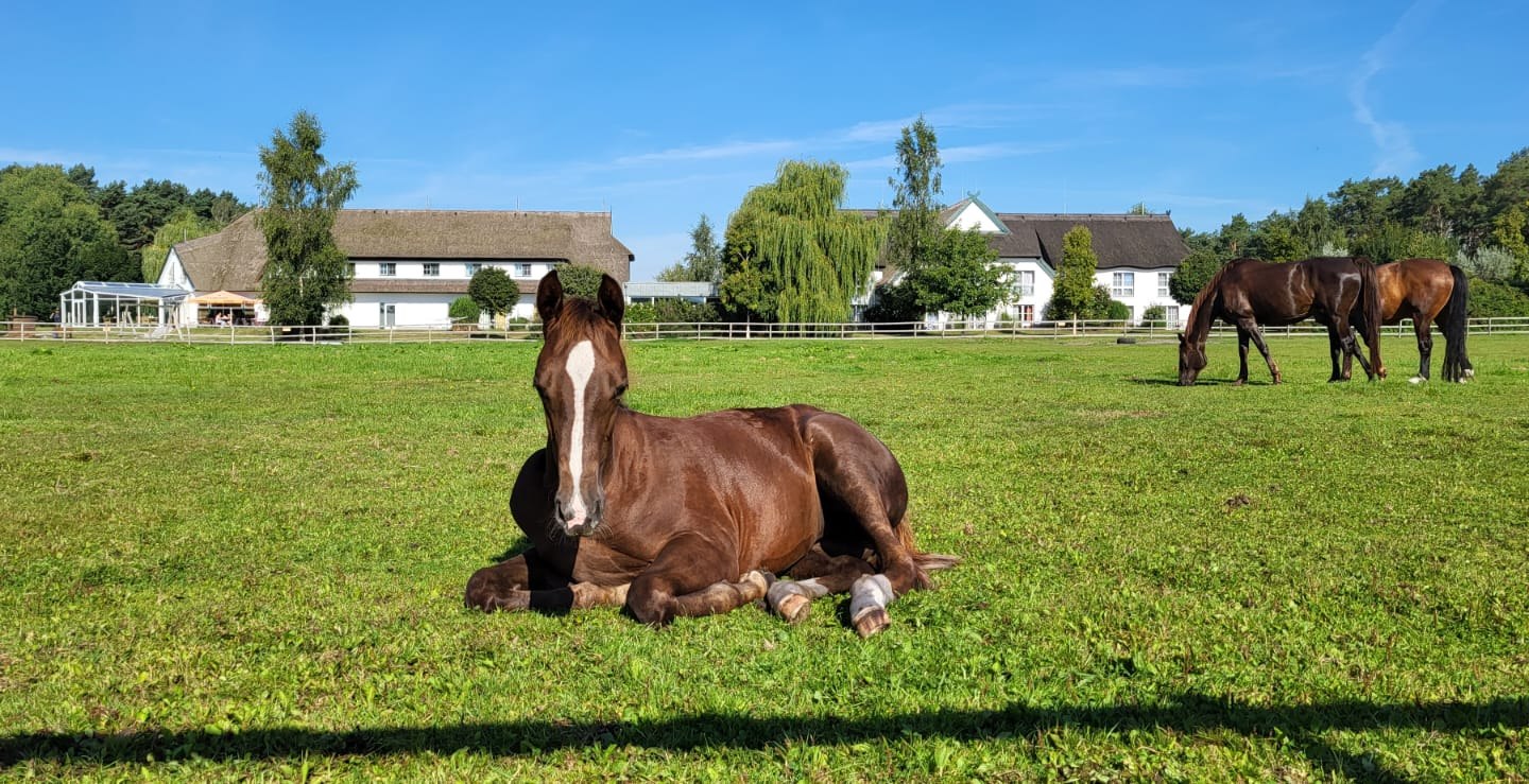 Fohlen auf unserer Weide direkt am Hotel, © Hotel Friesenhof