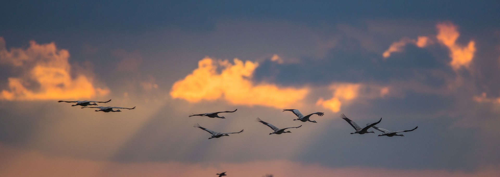 Kraniche über dem Barther Bodden, © Arndt Gläser