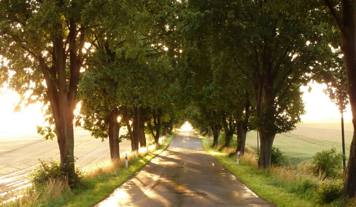 Allee im Sonnenlicht, © Gutshaus Pohnstorf GbR