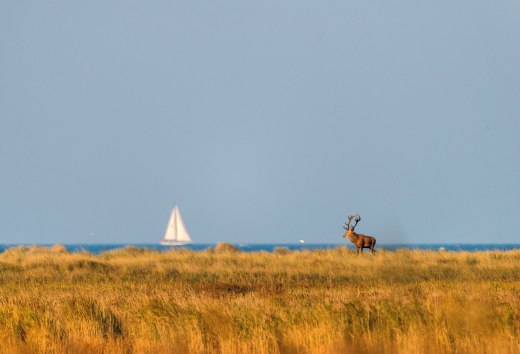 Ein prächtiger Hirsch steht majestätisch in der goldenen Herbstlandschaft des Nationalparks Vorpommersche Boddenlandschaft, während im Hintergrund ein Segelboot friedlich über das Boddenmeer gleitet – ein harmonisches Zusammenspiel von Wildnis und Küstenidylle.