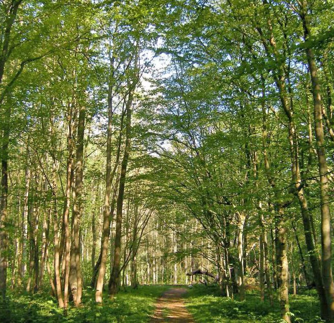 © Biosphärenreservatsamt Südost-Rügen