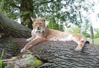 Vom Hochstand aus kann man die Luchse beobachten, © Tierpark Wismar