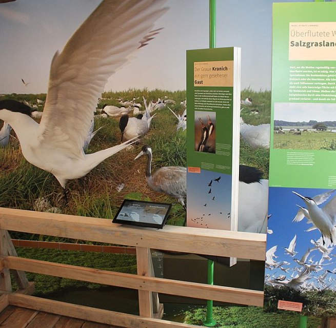 Die Ausstellung in Waase zeigt Flora und Fauna des Nationalparks Vorpommersche Boddenlandschaft, © Stephan Macke