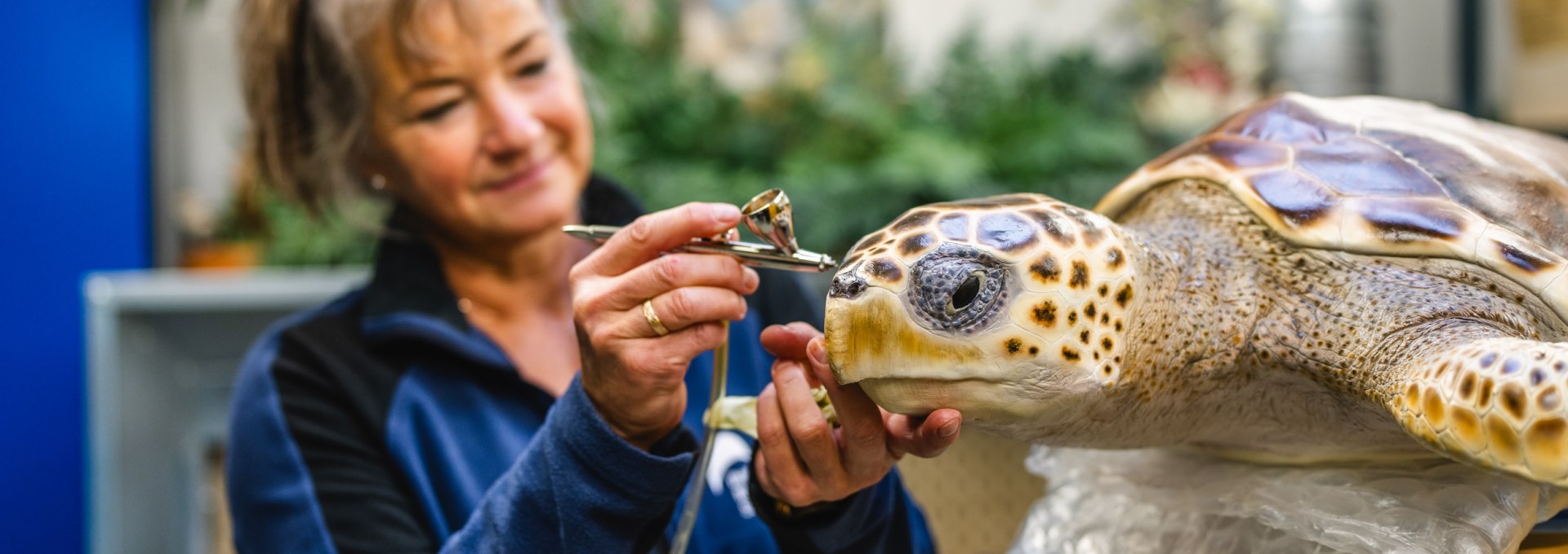 Wer schön sein will, muss geduldig sein: TierpräparatorInnen bringen auch bei (längst verblichenen) Schildkröten ein wenig Farbe ins Spiel, © TMV/Gross