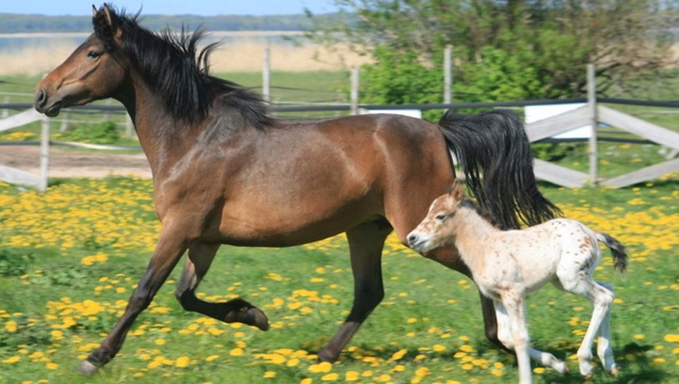 Pferd und Fohlen fühlen sich wohl auf Hof Little Uncle, © Hof Little Uncle/ Angela Finkl-Hartmann