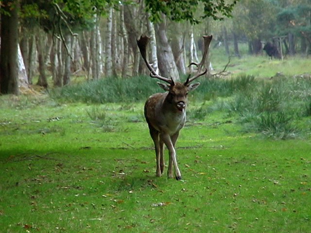 Wildpark Boek, © TDG Rechlin mbH