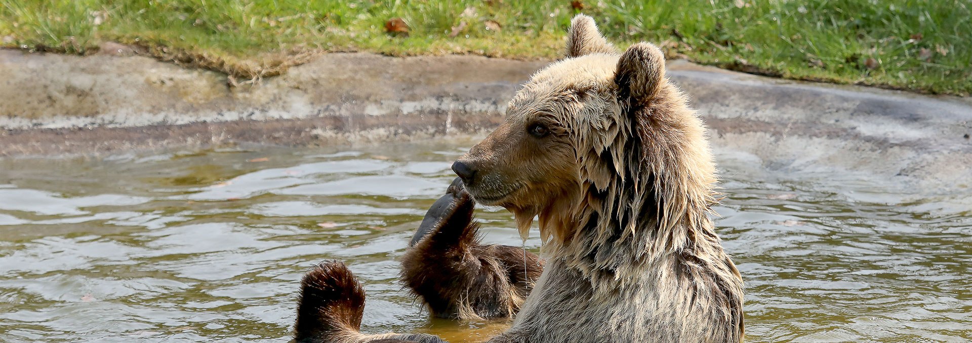 Braunbärin Luna beim Baden im BÄRENWALD Müritz, © Thomas Oppermann