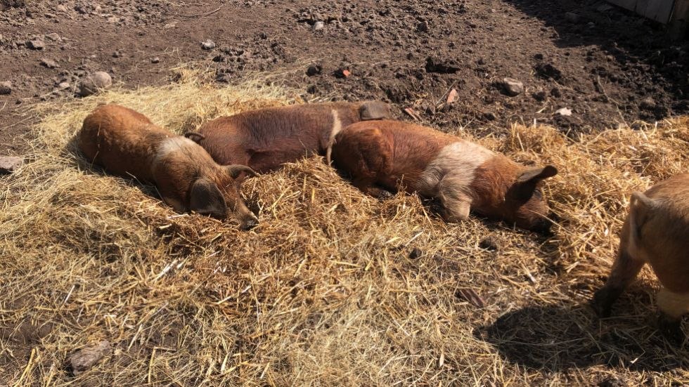 Husumer Sattelschweine Hof Silberkuhle, © Hof Silberkuhle