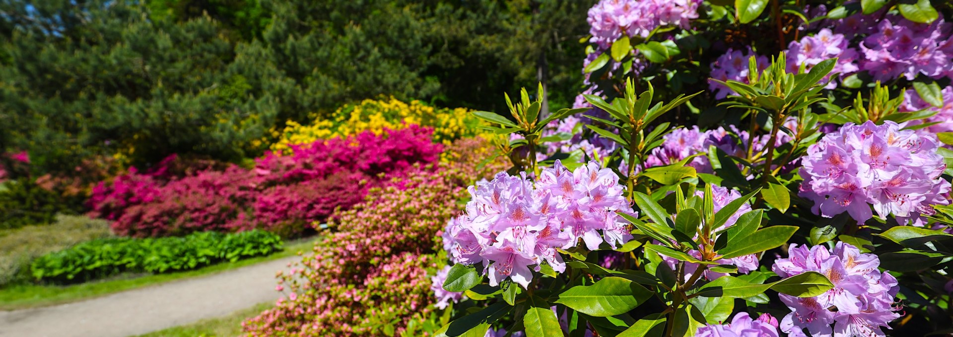 Detailaufnahme von blühenden Rhododendronsträuchern in kräftigen Farben wie Pink, Lila und Gelb im Rhododendronpark Graal-Müritz, umgeben von üppigem Grün und einem sonnigen Himmel im Hintergrund.