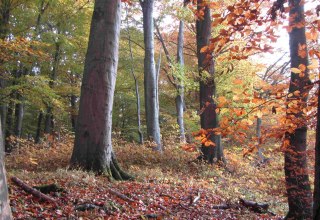 Herbstwald