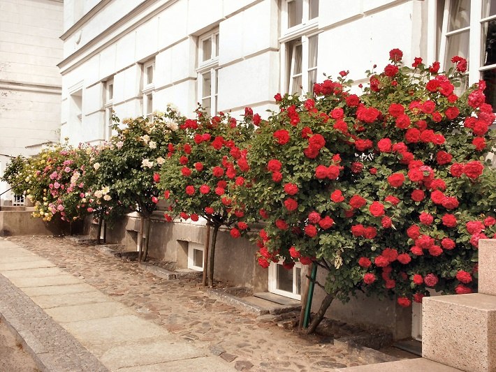 Fast vor jedem Haus stehen wunderschöne Rosenstöcke., © Tourimuszentrale Rügen