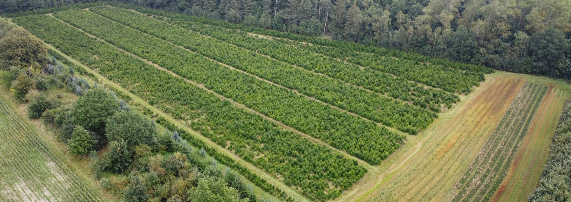 Klimawald Haidhof - Jüngste Aufforstung, © Landesforst MV