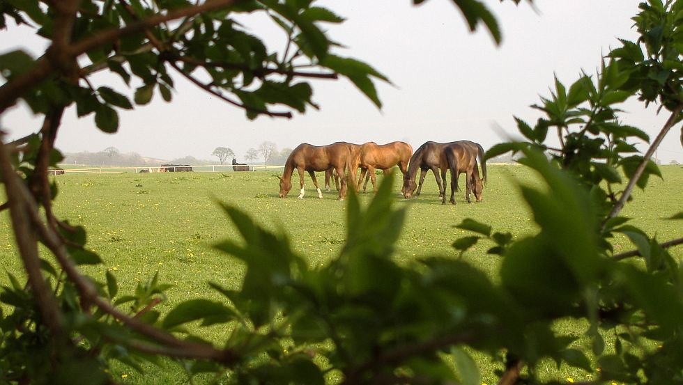 Ferien- und Reiterhof Landgut Lischow: Auf dem schönen Grün grasen unsere Pferde, © Ferien- und Reiterhof Landgut Lischow/Schröder