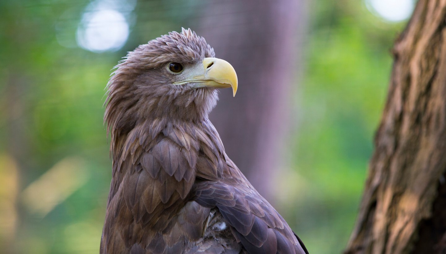 Der majestätische Seeadler im Portrait, © TMV/Müller