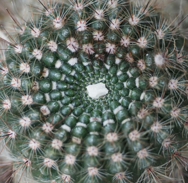 Parodia spec., © Geert-Christoph Seidlein