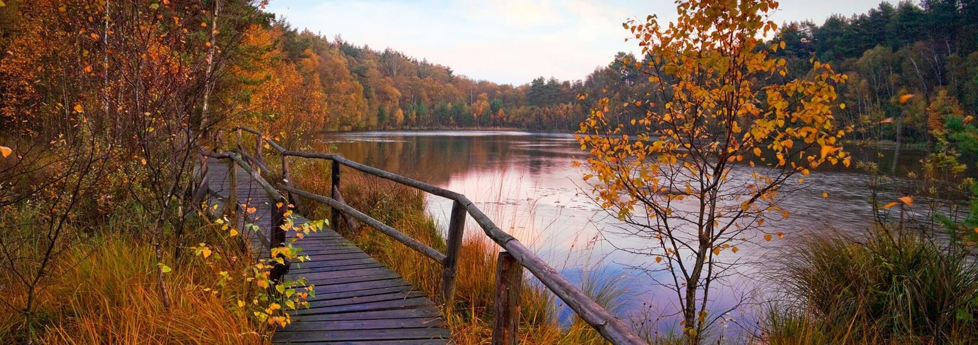 Holzbohlenweg im Müritz-Nationalpark, © TMV/Allrich