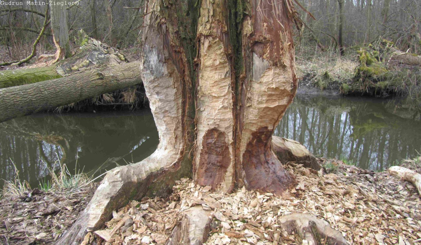 Von Bibern benagter Baum, © Gudrun Marin-Ziegler