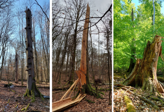 drei Waldeinblicke, © Matthias Schwabe, Müritz-Nationalpark