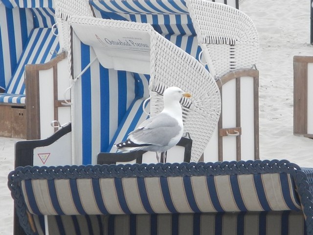 Möwe auf Strandkorb, © TV FDZ