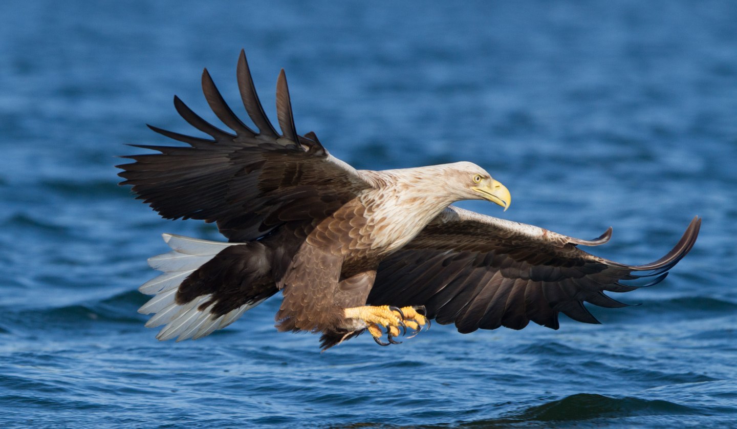 25.10_Seeadler, © Klemens Karkow