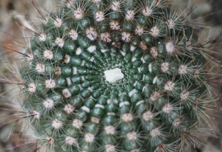 Parodia spec., © Geert-Christoph Seidlein