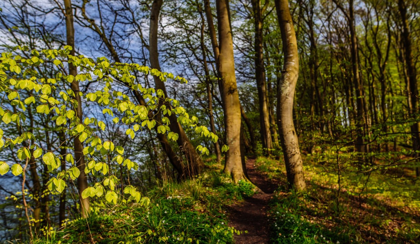 Wanderung durch Zeit und Natur, © Binzer Bucht Tourismus | Christian Thiele