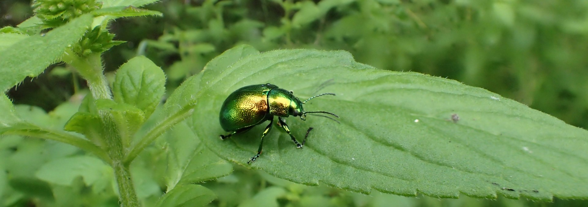 Erlenblattkäfer, © Ulrich Meßner, Nationalparkamt Müritz