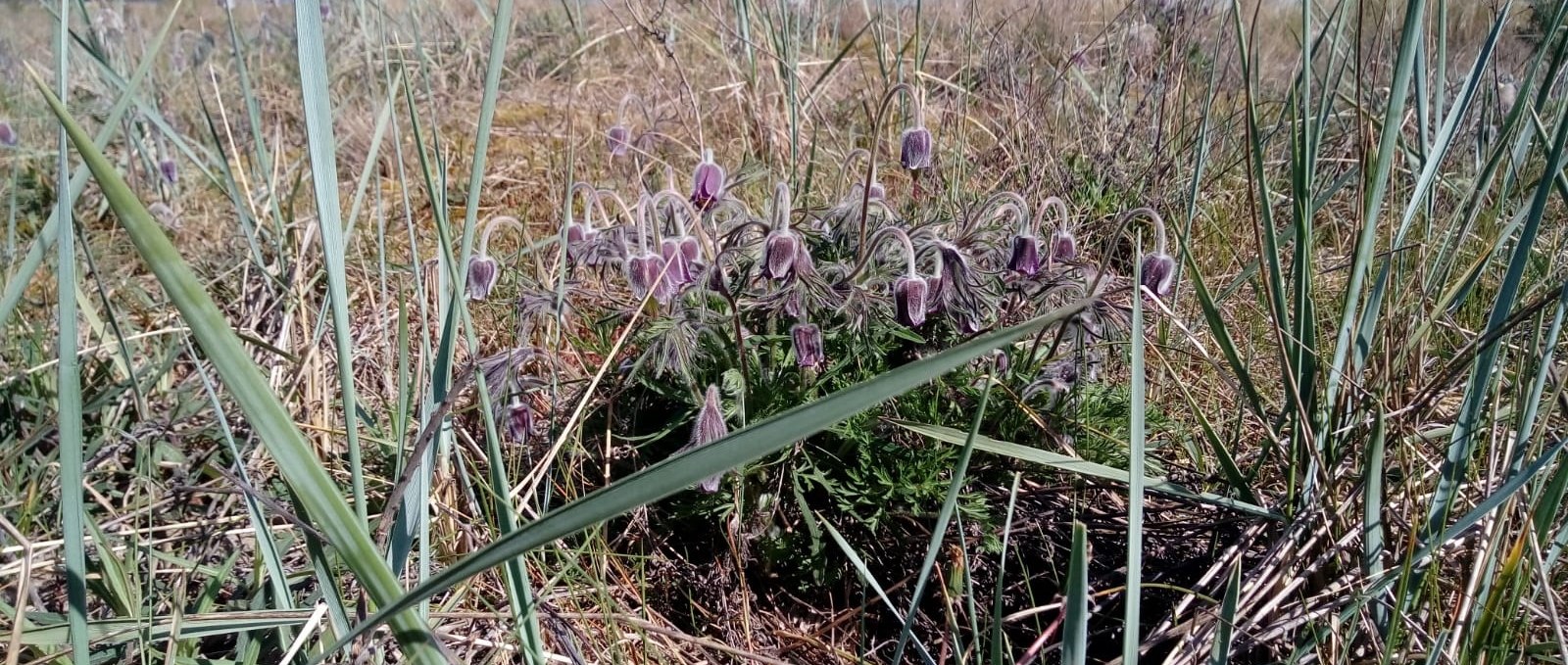 Kuhschelle in der Baaber Düne, © KV Baabe