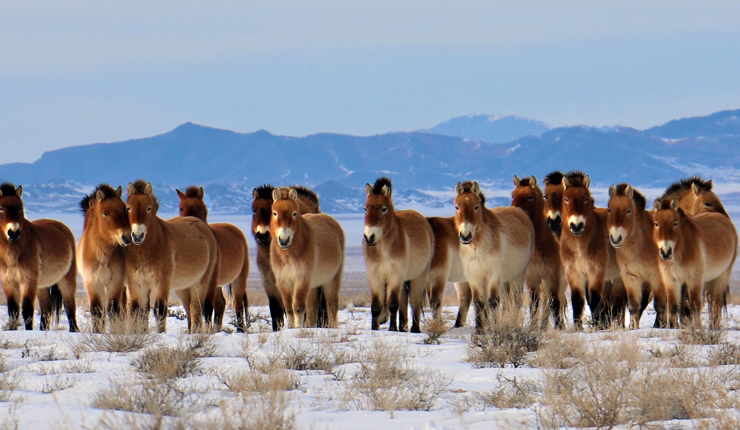 Przewalskipferde in ihrem mongolischen Streifgebiet auch Tachi genannt, © Stefan Schomann