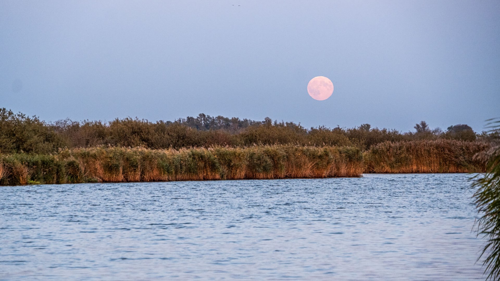 Vollmond über der Peene, umgeben von Schilfgürteln und ruhigem Wasser.