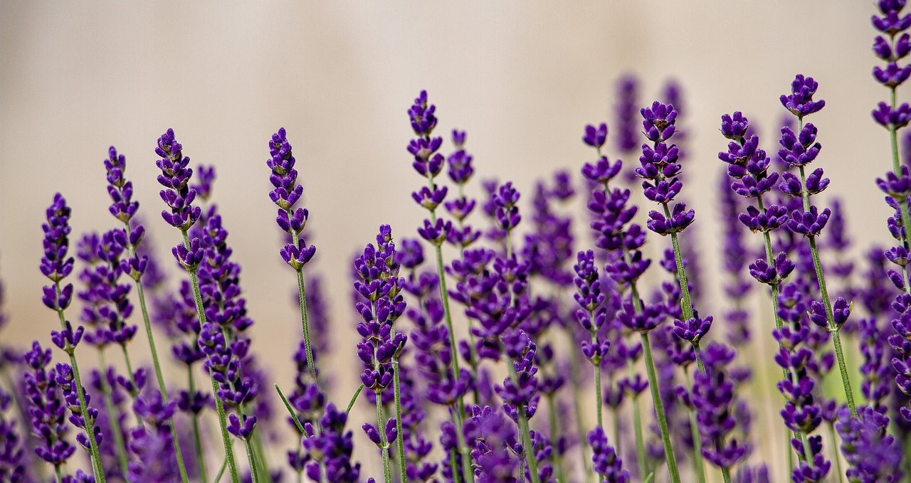 Lavendel, © Pixabay