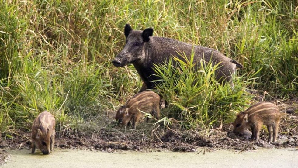 Wildschweine sind in Wildtierland tagaktiv., © Deutsche Wildtier Stiftung