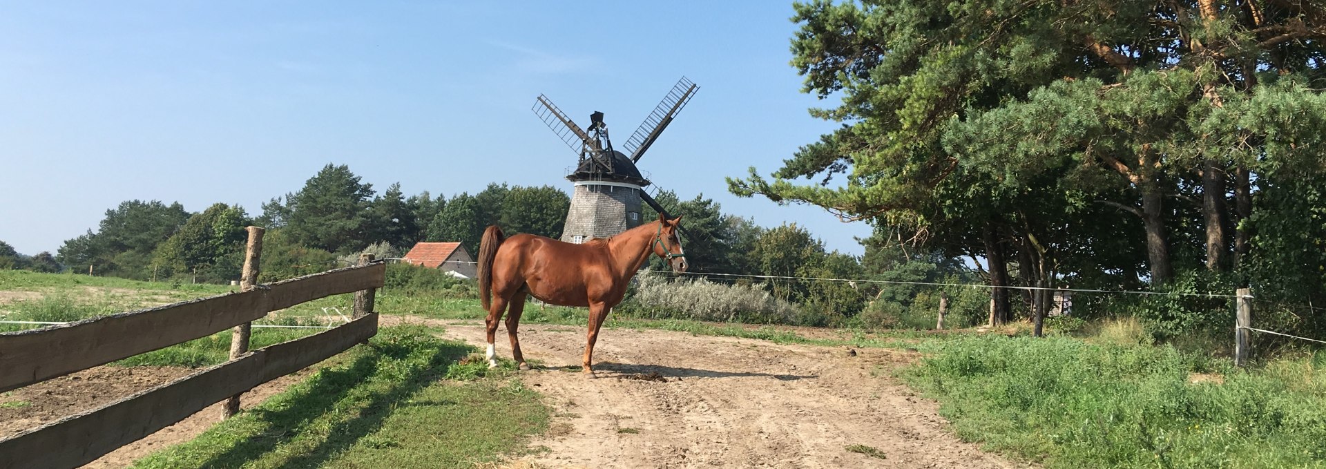 Pferdekoppeln unterhalb der Benzer Mühle, © Bernd Frank