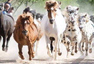 Pony-Austrieb auf der Galopprennbahn in Bad Doberan, © Bernsteinreiter