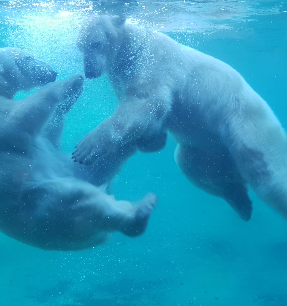 Den Eisbären ganz nah im Polarium, © Zoo Rostock/Bruhn