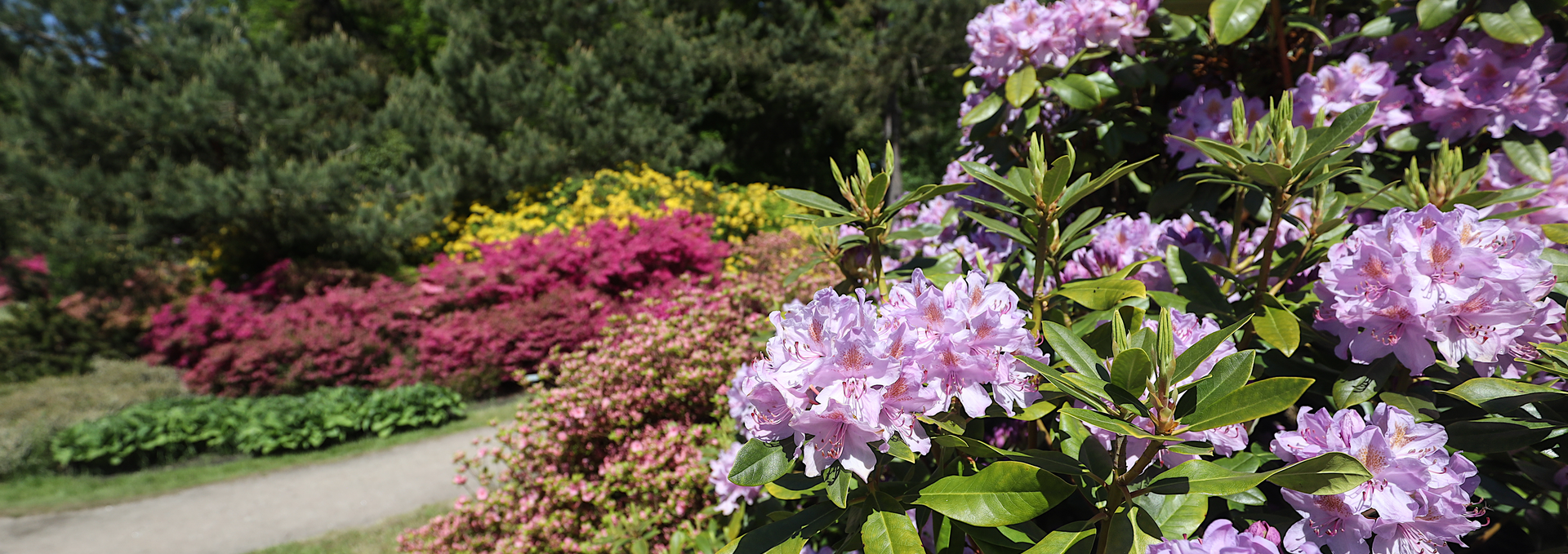 Rhododendronpark Ostseeheilbad Graal-Müritz, © TMV/Gohlke