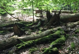 Führung in das UNESCO-Welterbe "Alte Buchenwälder", © Otto Woit