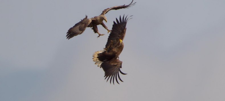 Seeadler-Tour, © Mirko Hecht