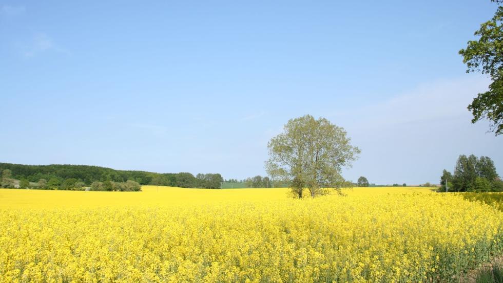 Blick aus dem Skulpturenpark auf die Rapsblüte, © Klaus-Dieter Bartsch